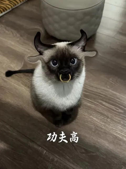 猫咪变身十二生肖