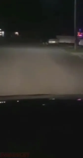Утка внезапно появляется в свете фар