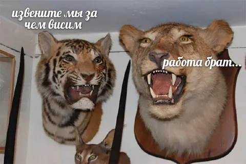Извините, мы зачем висим