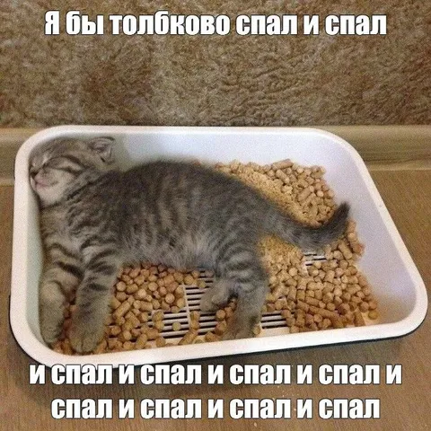 Кот спит и спит