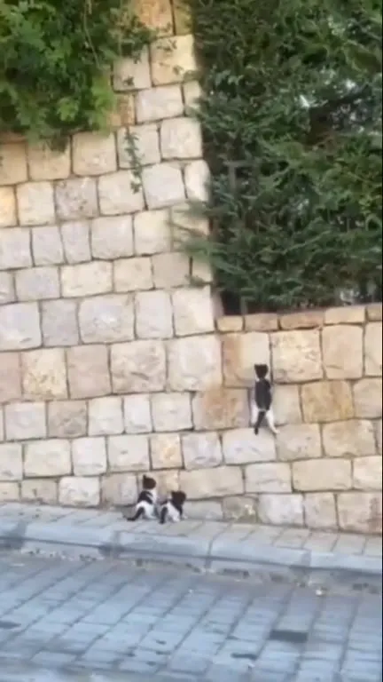 Котята штурмуют каменную стену