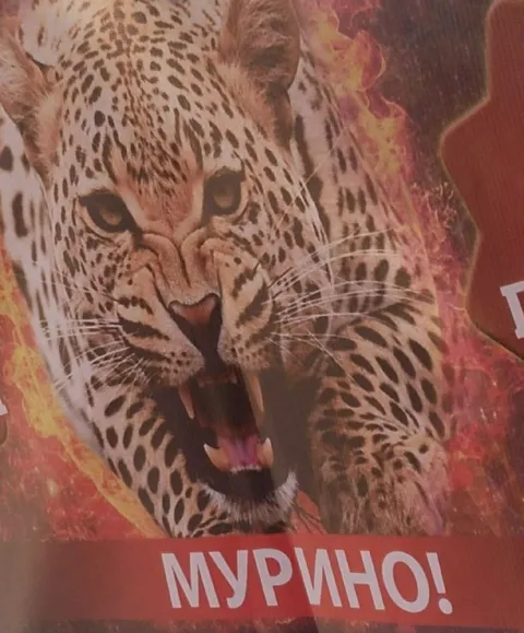 Леопард кричит «Мурино!»
