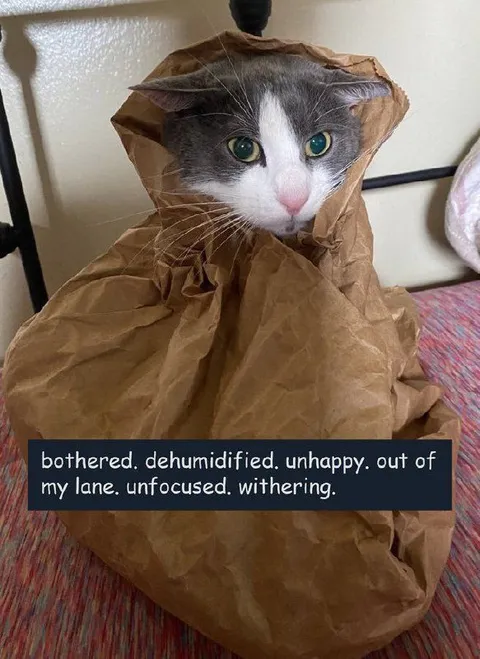 Bothered Dehumidified Cat