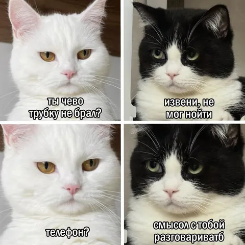 Коты не могут дозвониться