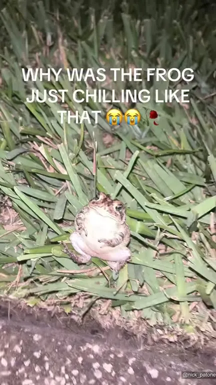 Why Was the Frog Just Chilling