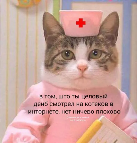 Целый день смотрел на котеков