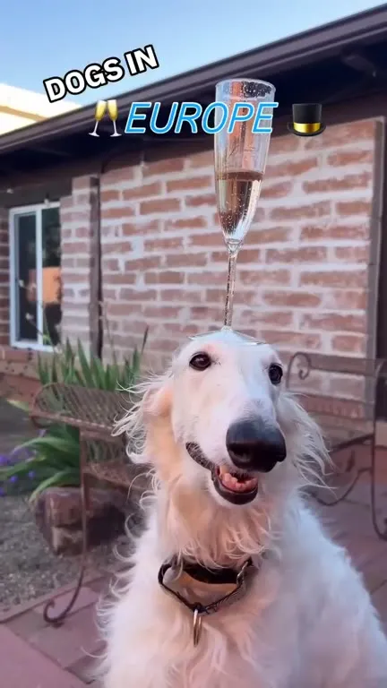 Dogs in Europe vs 'Merica