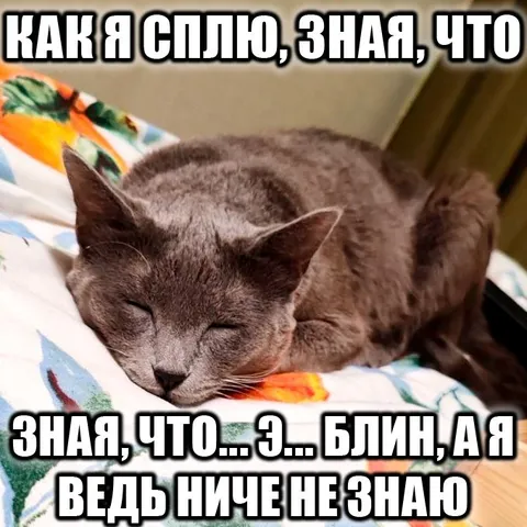 Кот ничего не знает