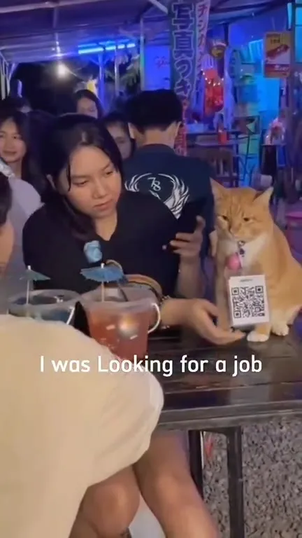 Cat Found a Miserable Job