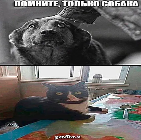 Помните, только собака — забыл