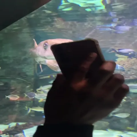 Fish Finds Its Twin