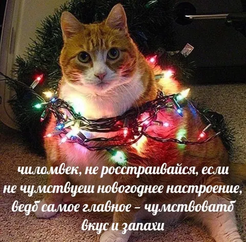 Чиломвек и новогоднее настроение