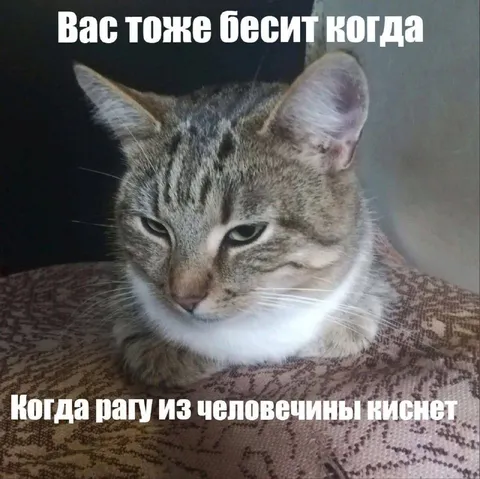 Кот бесится из-за радуги