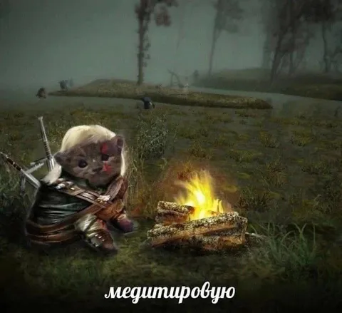 Кот медитирует у костра
