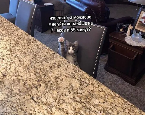 Кот просится уйти пораньше
