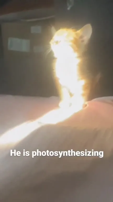 Photosynthesizing Kitten in Sunlight