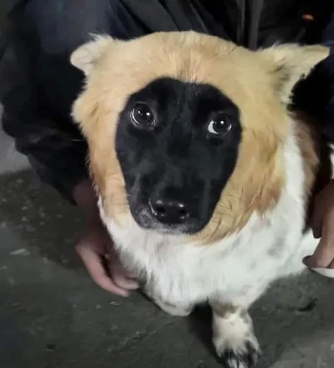 Собака с грустными глазами