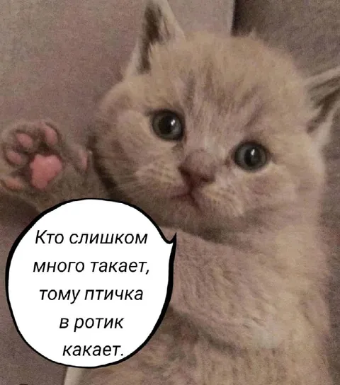 Котёнок с птичкой во рту