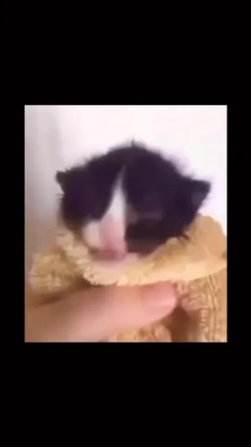 Серьёзная тирада и грустный кот