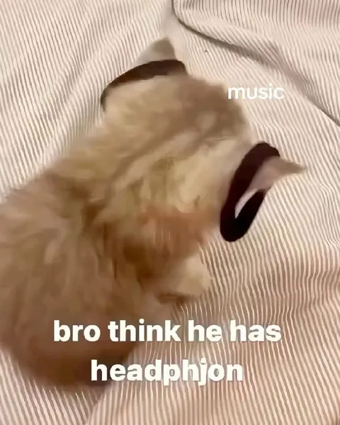 Dog Thinks He Has Headphones