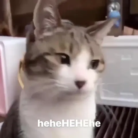 Laughing Cat Zoom-In