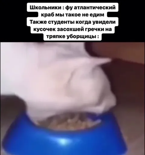 Кот жадно ест засохшую гречку