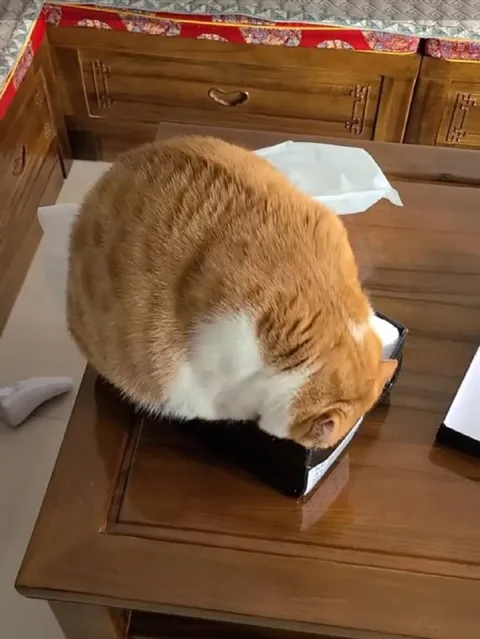 Кот, который занял коробку