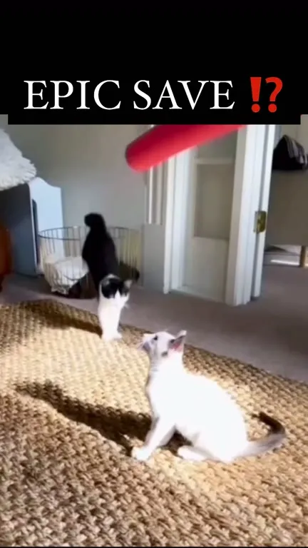 Cat's Epic Save