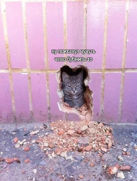 Кот проломил стену