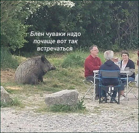 Чуваки встречаются с кабаном