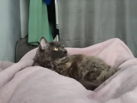 Кот уютно лежит под пледом