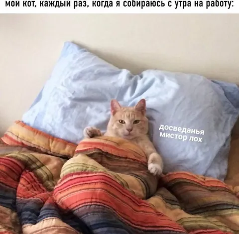 Кот не хочет на работу