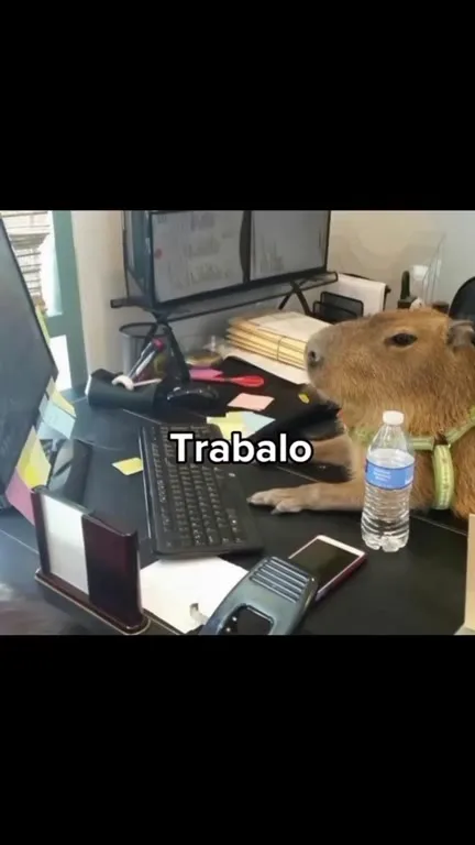 A vida profissional da capivara