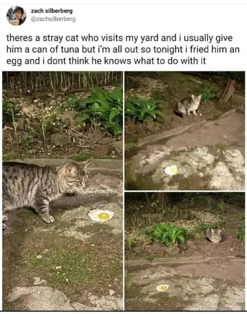 Stray Cat Meets Fried Egg