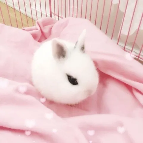 Милый белый кролик в розовом