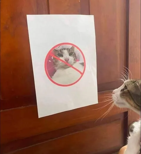 Коту запрещено смотреть на кота