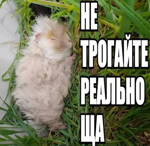 Не трогайте, реально ща
