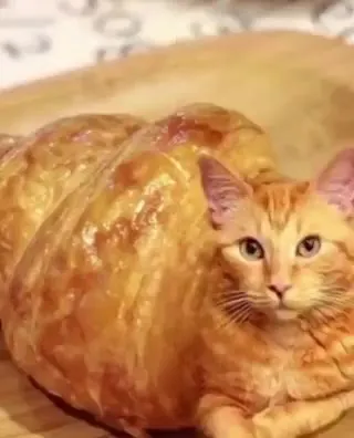 Кот превращается в еду