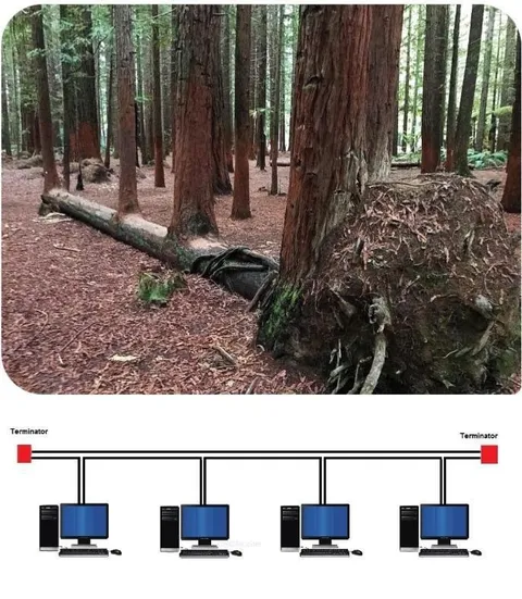 Forest Network Terminators