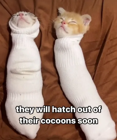 Cats Hatch From Their Cocoons