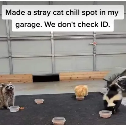 Stray Cat Chill Spot