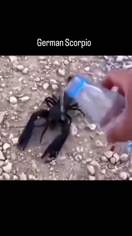 German Scorpio Fights Back