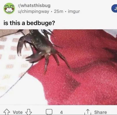 Is This a Bedbuge?