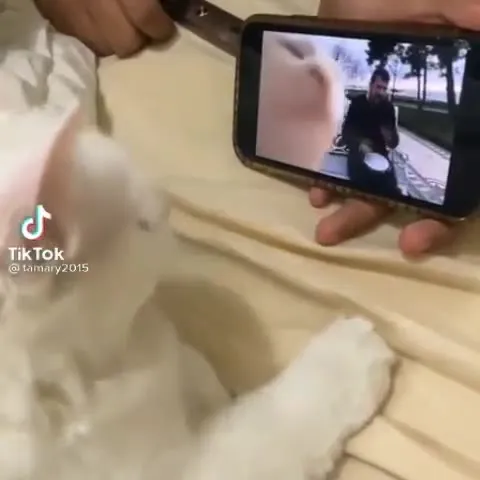 Кот танцует под барабанщика