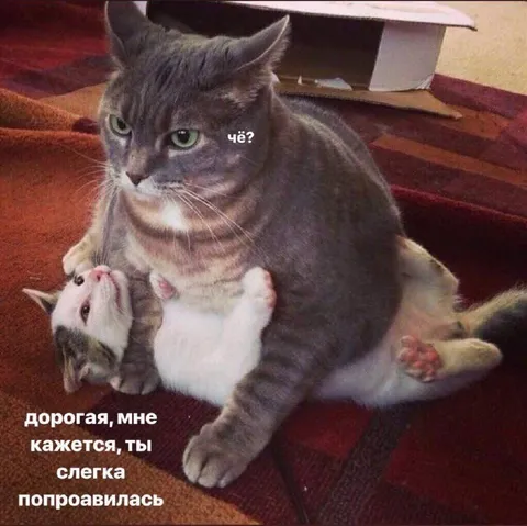 Дорогая, ты слегка поправилась