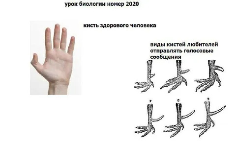 Виды кистей любителей голосовых