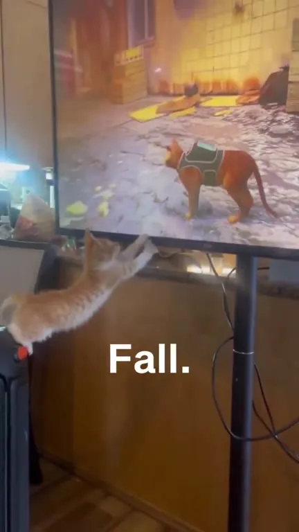 Kitten Falls for Stray Cat
