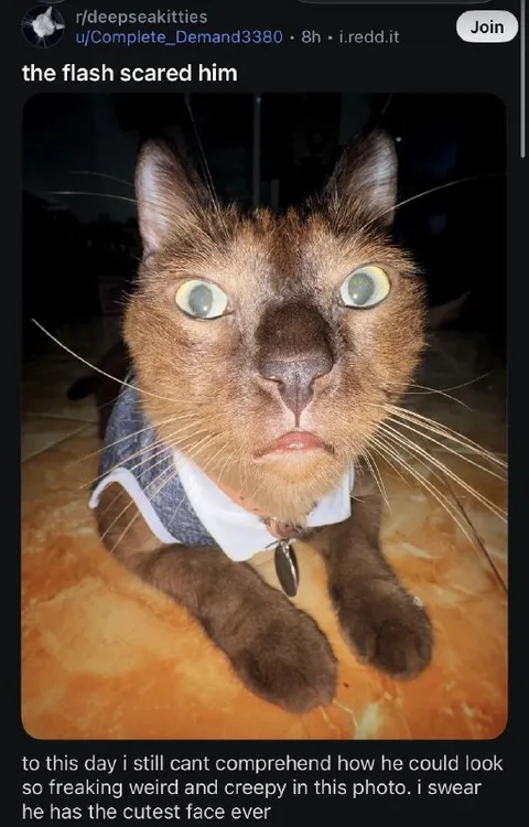 Flash Scared the Cat