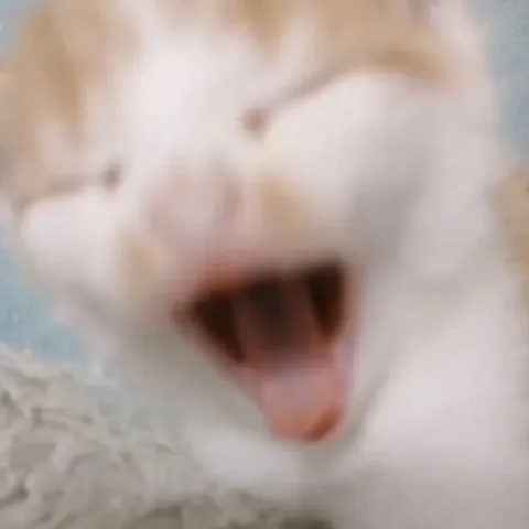 Размытый кот с высунутым языком
