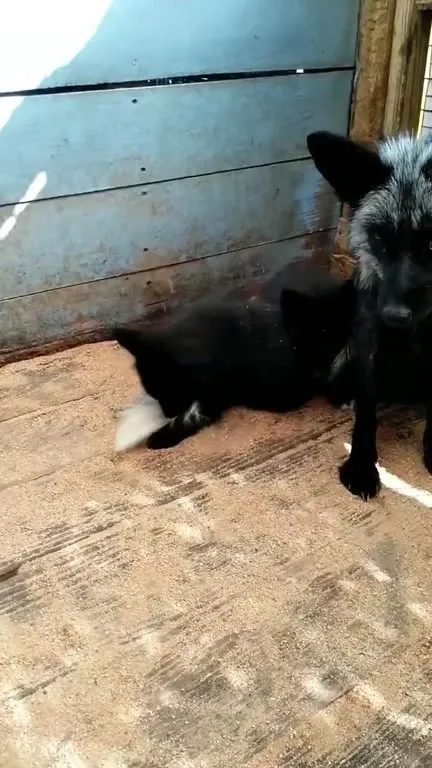 Лисёнок играет своим хвостом